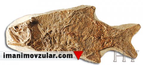 ALBULOIDEI (QILÇIQLI BALIQ)