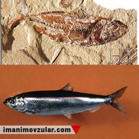 ATLANTİK SİYƏNƏYİ