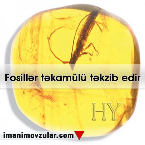 Fosillər təkamülü təkzib edir