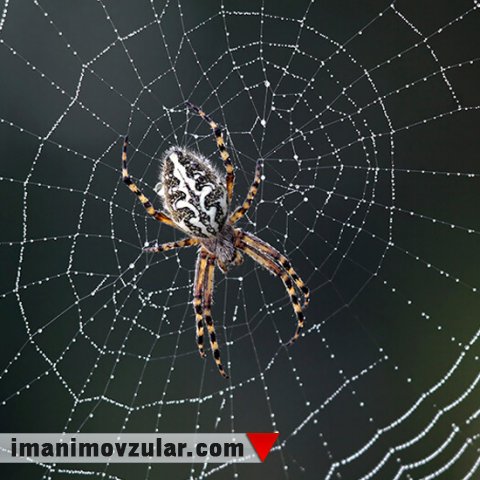 Hörümçəklərin torlarındakı gizli detallar