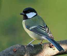 Allah insana öz ruhundan üfləyib